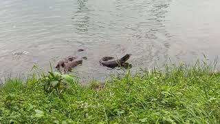 Otters vs Komodo Dragon