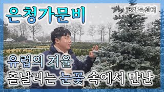 단 1초, 은청가문비가 당신의 마음을 빼앗는데 까지 걸리는 시간. 유럽의 눈꽃속에서 받은 황홀한 광경_JB가든센터_대림묘목농원