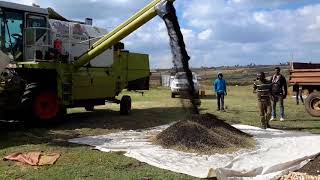 Ethiopian Agricultural  Mechanization Spice - Black cumin  Farming at Bale green Farm