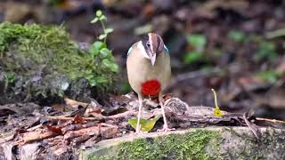 台湾10 ヤイロチョウ