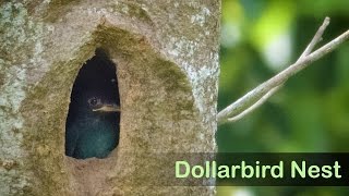 Dollarbird Nest