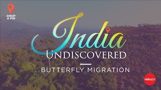 03 Butterfly Migration, Aralam Wildlife Sanctuary