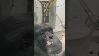 温い春★②チンパンジー・スグルくん●Chimpanzee ・・・沖縄こどもの国・Okinawa Zoo \u0026 Museum(20220415)