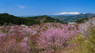 [ 4K UHD ]飯豊連峰を望む桜峠（福島県 北塩原村）Sakura-Toge in Fukushima