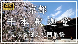 春の京都・桜 〜 千本釈迦堂 〜 鎌倉初期に創建の古刹。国宝の本堂前のお阿亀桜が見頃です。春ですね！[No.432]