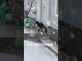 ある大雪の日の猫たち￼