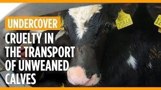 Cruelty in the transport of unweaned calves