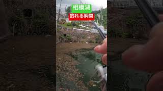 相模湖公園　釣れる瞬間#相模湖 #ブラックバス #bassfishing #fishing #フリックシェイク