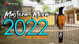 Download Lagu Masteran Murai Batu full ngerol nembak KUMPULAN TE... MP3 Gratis