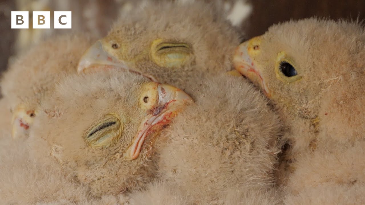рџ ґ Live Wildlife Cameras рџђј 28 May рџњє Bbc Springwatch 2024 Youtube