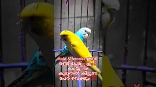 My New Pet | ഞാൻ അത്യമായി വാങ്ങിയ #lovebirds #shorts #malayalamshorts #nidhinsdcvlog