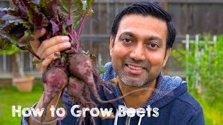 How to Grow Beets from Seed to Harvest