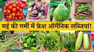 मई की गर्मी में टेरेस गार्डन से फ्रेश ऑर्गेनिक सब्जियों की हार्वेस्टिंग | Garden Harvesting Video