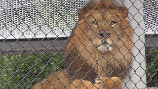 ライオン　アースくん　雨が降っているのを眺めています　【のんほいパーク】