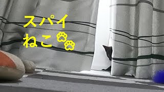 【保護猫】こねこさんのスパイ活動ｗ【クロネコのジジ】