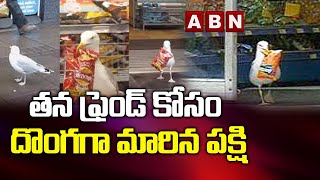 తన ఫ్రెండ్ కోసం దొంగగా మారిన పక్షి || Bird Became Thief For His Friend || ABN Digital Exclusives