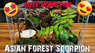 ASIAN FOREST SCORPION REHOUSING! #teamsuperjongky