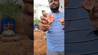 அத்தி பழத்தின் சுவை - Taste of pune fig fruit #figfruit #gardening #fruit #nature #homegarden