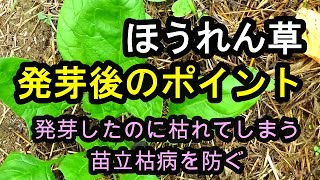 自然農法のほうれん草・種まき後のポイント　ホウレン草栽培初期にもっとも多い苗立枯病を防ぐ天候・気温に応じた栽培ポイントを解説。