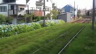 世田谷線宮の坂駅と紫陽花