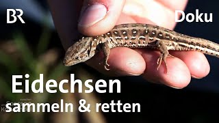 Zauneidechsen: Sammelaktion zum Schutz der Tiere | Zwischen Spessart \u0026 Karwendel | Doku | BR