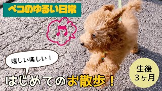 トイプードルの子犬が初めての散歩でテンションMAX！嬉しい楽しいお散歩デビュー！