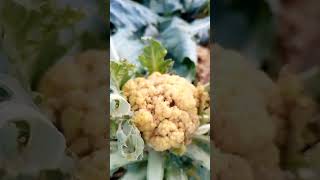 నాచురల్ ఫుడ్ ఇస్ ఎ బెస్ట్ ఫుడ్ #nature#all#vairal #farming #plez #farmer #pass #likesubscribe#share