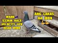 533km WARD FEDERATION RACE 🇳🇿🇵🇭 REDHILL LOFT Pooling Winner🏆🏆 #unoloftpigeonracing #racingpipigeons