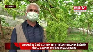 ERDEMLİ’DE ÖRTÜ ALTINDA YETİŞTİRİLEN TURFANDA ÜZÜMÜN KİLOSU DALINDA 50 LİRADAN ALICI BULDU