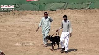 dog coursing Race Round 4 National club salum 17 Feb 2025