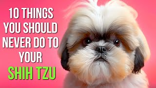 10 Mistakes Every Shih Tzu Owner SHOULD AVOID!
