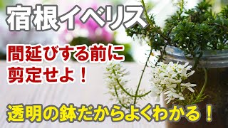 宿根イベリスの育て方 種が付き始めたらまず剪定！さらに咲かせていきます！