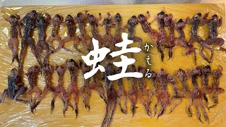 【田んぼ探索】\