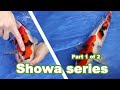 Showa Koi Fish [PART 1 of 2]