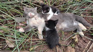 A miracle happened to a dying mother cat and her adorable kittens | Animal Family