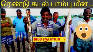 ரெண்டு கடல் பாம்பு மீன் விலை... 1000 ரூபாயா..?!