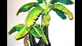 केले के पेड़ की बोंज़ाई कैसे तैयार करें - आपकी फरमाइश -kele ki bonsai kaise taiyar karein केले के पेड़ की बोंज़ाई कैसे तैयार करें - आपकी फरमाइश -kele ki bonsai kaise taiyar karein
