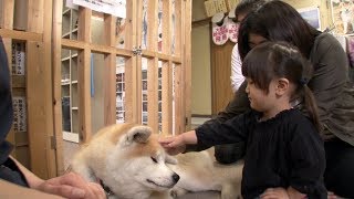 秋田犬 〜忠誠心に厚い日本の犬〜