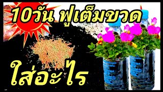 คุณนายตื่นสาย สูตรเด็ดปรับปรุงดิน ปุ๋ยเร่งราก เร่งดอก เร่งผล ฟูเต็มขวดพลาสติก diy จัดสวนแขวน