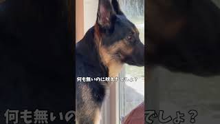 【吠えるシェパード】実はなにも無かったけど、、、 #シェパード #ジャーマンシェパード #犬のいる暮らし #まろんちゃんねる #shorts