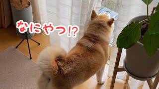 しっぽフリフリで威嚇する柴犬マコ