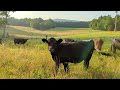 rotational grazing is killing my cows