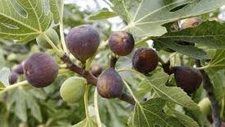 209 -अंजीर को असानी से कैसे लगाएं /How to grow FIG/ANJEER /FAKURA from dry fig (Hindi /Urdu) 8/12/16 209 -अंजीर को असानी से कैसे लगाएं /How to grow FIG/ANJEER /FAKURA from dry fig (Hindi /Urdu) 8/12/16