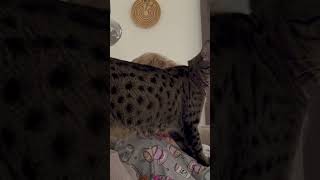 Try eating with an ocicat! #cat #pet