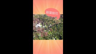 【豐遊記】呢排見到又香又靚嘅花 #short