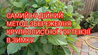 Самий надійний  спосіб  збереження  крупнолистної гортензії  в зиму 🇺🇦#гортенземанка