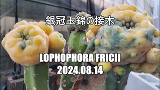 銀冠玉錦の接木　Lophophora fricii　2024 08 14