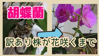 胡蝶蘭の訳あり株がビニール空中栽培栽培で花開くまで