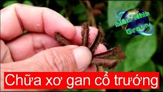 Cây An Xoa, cây Tổ Kén Cái chữa bệnh gan rất tốt, thiên nhiên green