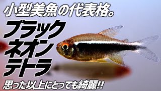 【生体爆買い】シックで美しい小型美魚紹介。ブラックネオンテトラ。#135【アクアリウム】